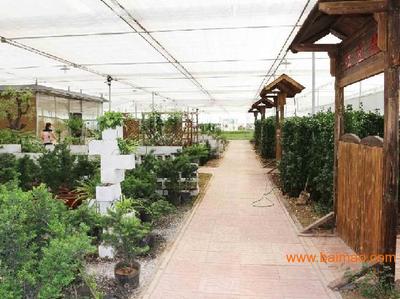 魯西城市園林綠化與聊城廠區(qū)綠化工程的發(fā)展與展望