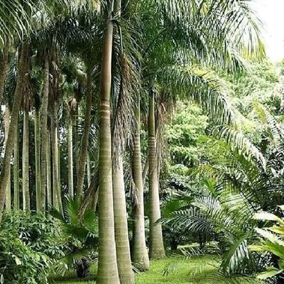 大王椰子苗 棕櫚科園林綠化工程中的優(yōu)選綠植