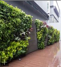 杭州辦公墻體綠化與室內(nèi)植物墻綠化——專業(yè)垂直綠化解決方案推薦