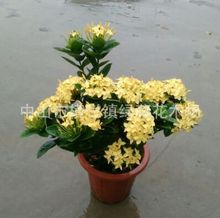 綠籬龍船花 園林綠化工程中的生態衛士與色彩亮點